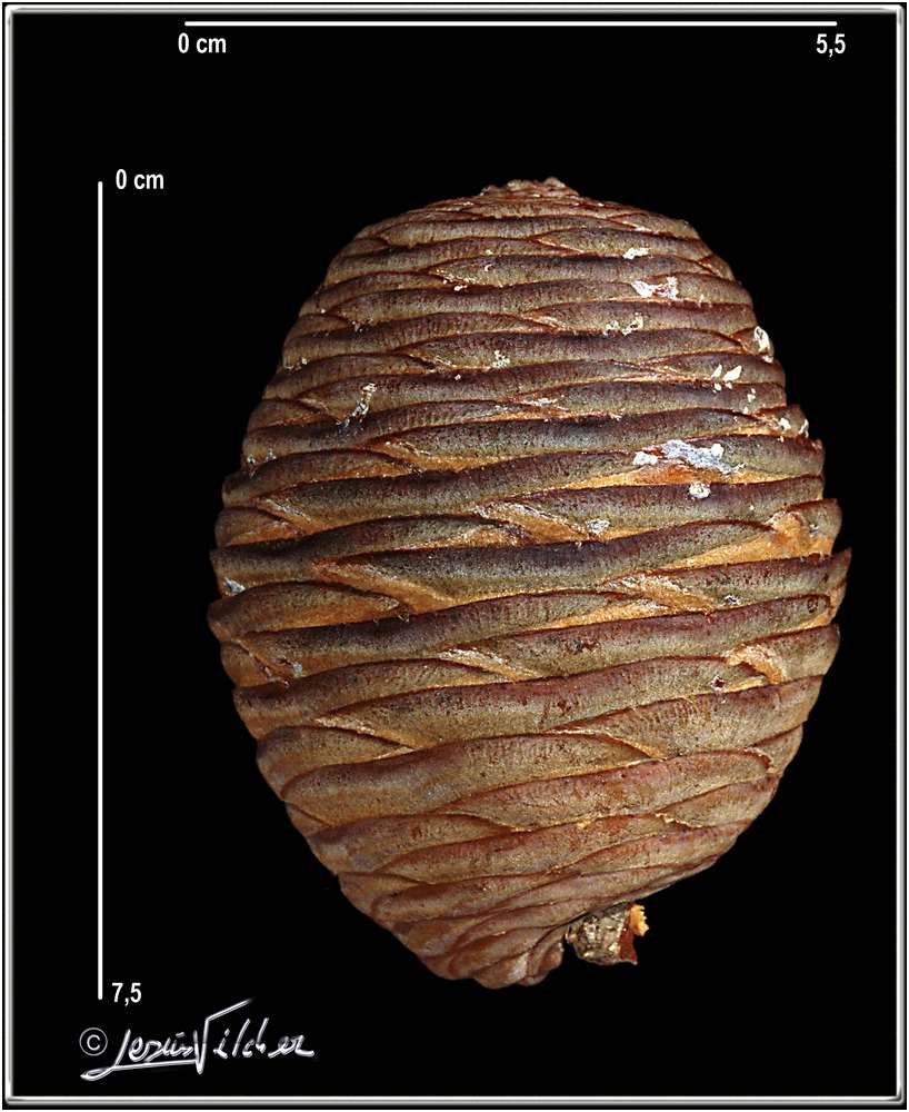 Cedrus atlantica