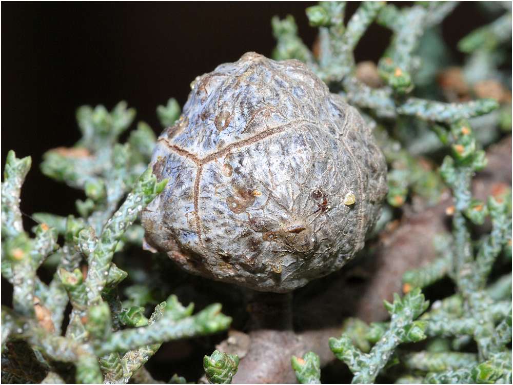 Cupressus arizonica