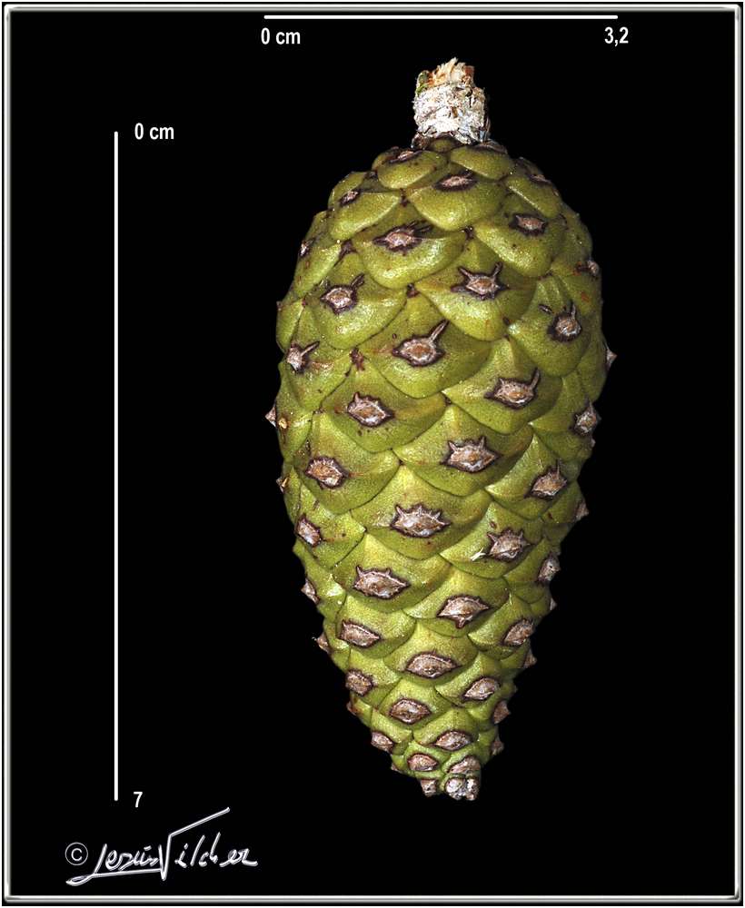 Pinusnigra