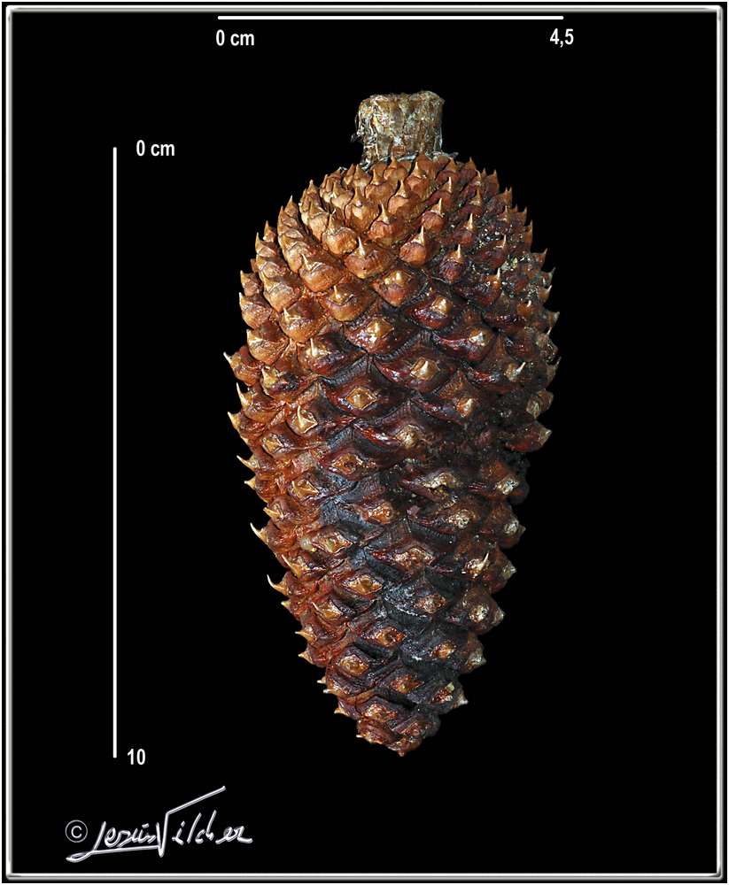 Pinus Ponderosa