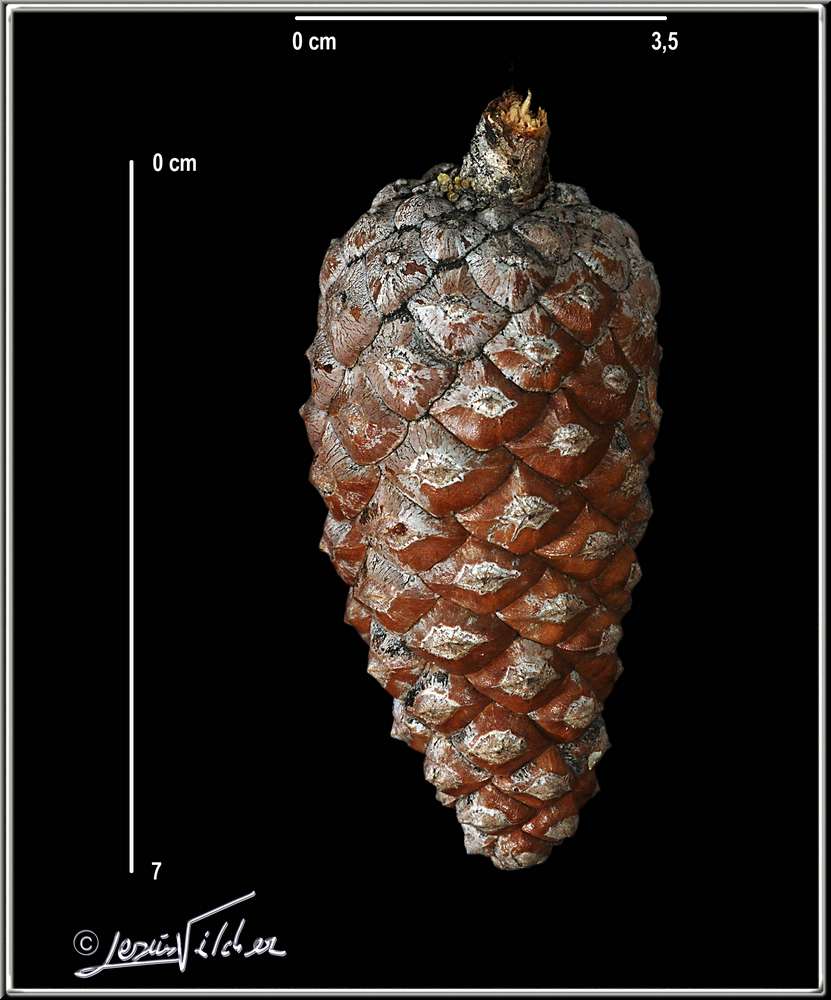 Pinus halapensis