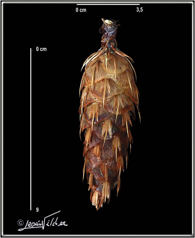 Pseudotsuga menziesii