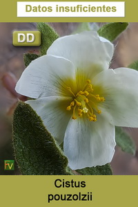 Cistus pouzolzii