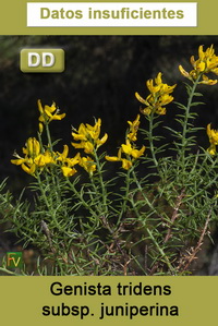 Genista tridens juniperina