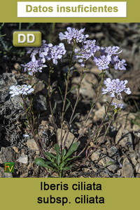 Iberis ciliata ciliata