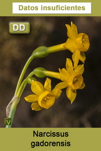 Narcissus gadorensis