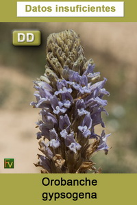 Orobanche gypsogena