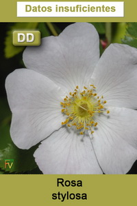 Rosa stylosa