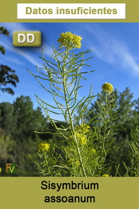 Sisymbrium assoanum