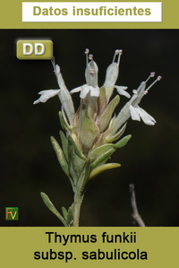 Thymus funkii sabulicola