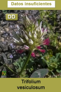 Trifolium vesiculosum