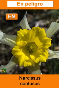 Narcissus confusus