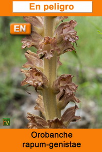 Orobanche rapum genistae