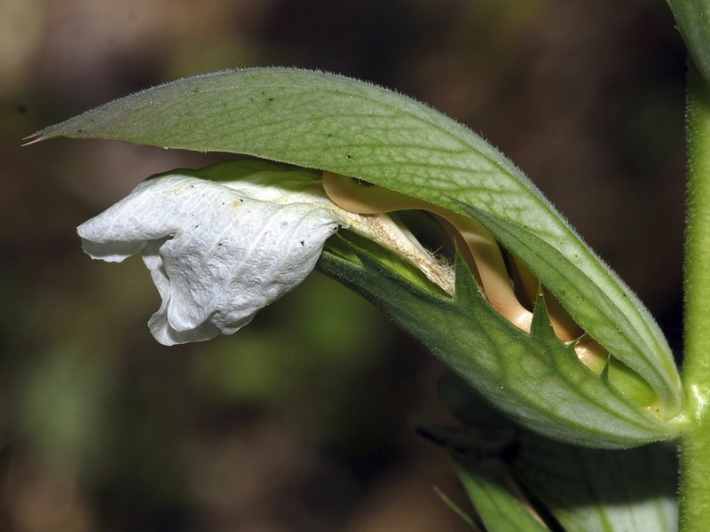 Acanthus mollis.06