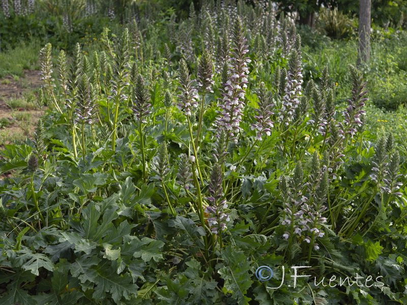 Acanthus mollis.15