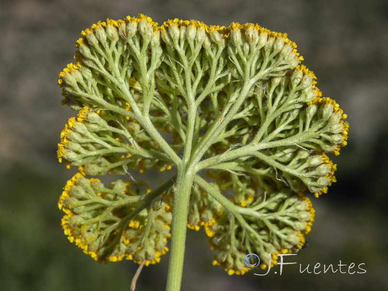 Achillea filipendulina.09