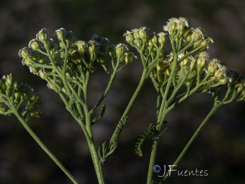 Achillea odorata.22