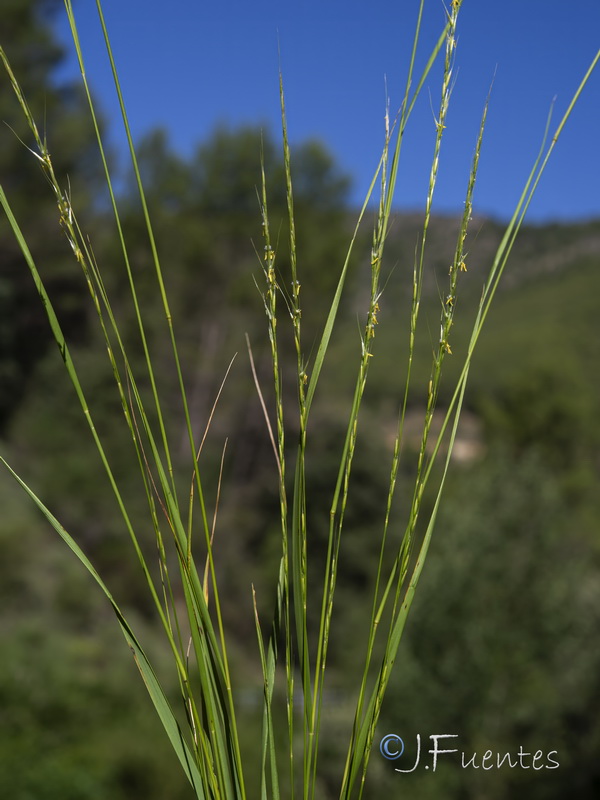 Achnatherum bromoides.04