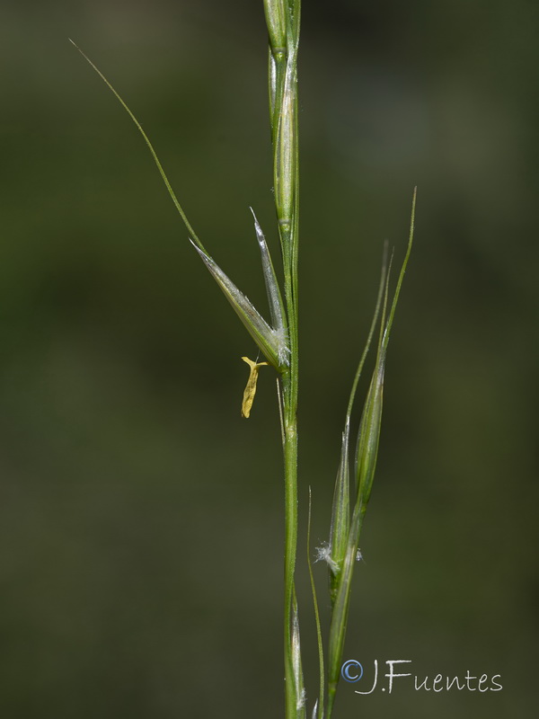 Achnatherum bromoides.06