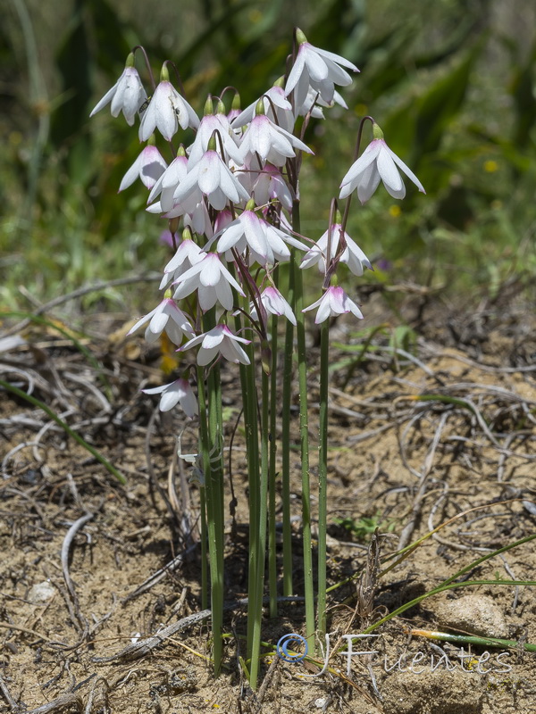 Acis trichophylla.04