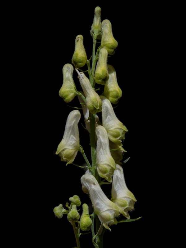 Aconitum vulparia neapolitanum.33