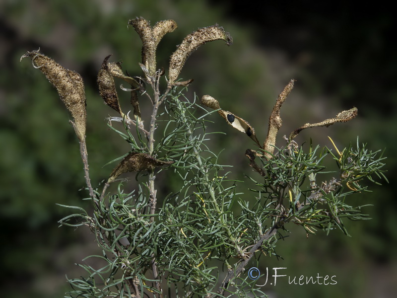 Adenocarpus decorticans.37