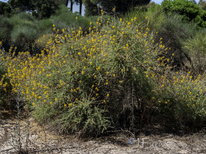 Adenocarpus gibbsianus.09