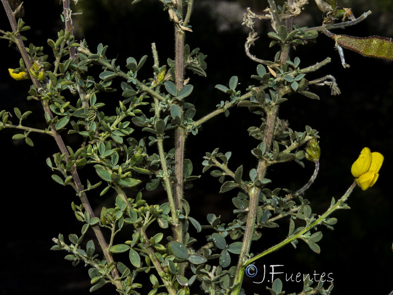 Adenocarpus gibbsianus.01