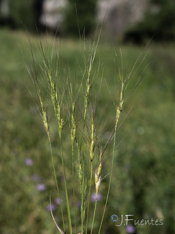 Aegilops trincalis.02