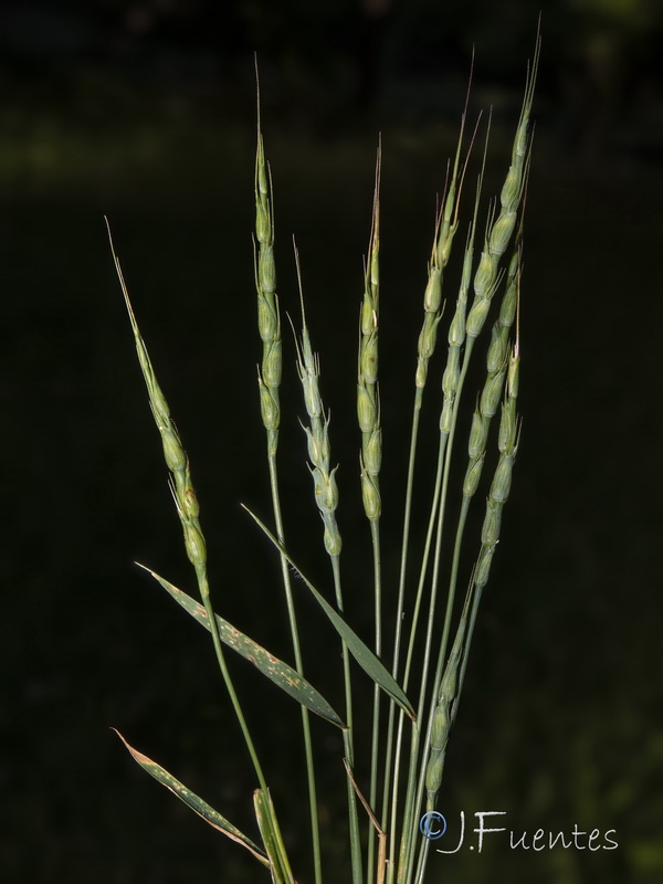 Aegilops ventriculosa.16