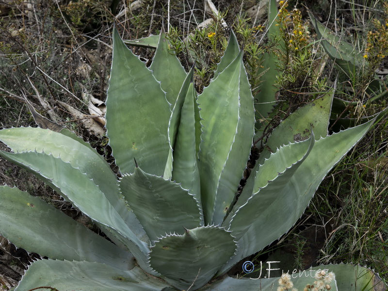 Agave salmiana.02