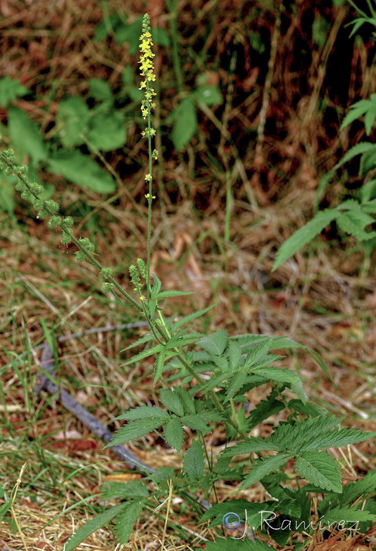 Agrimonia procera.08