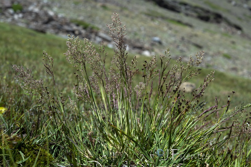 Agrostis canina granatensis.06