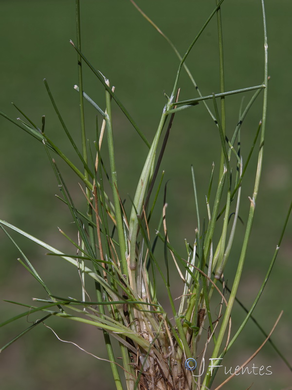 Agrostis canina granatensis.03