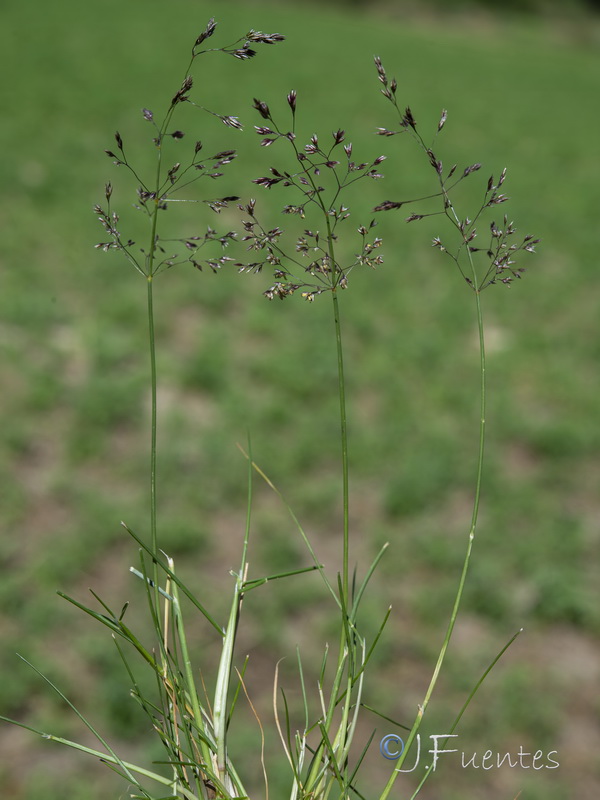 Agrostis canina granatensis.09