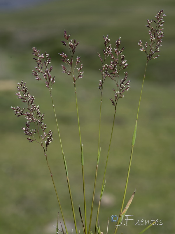 Agrostis canina granatensis.04