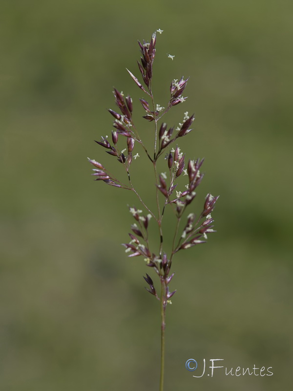 Agrostis canina granatensis.11