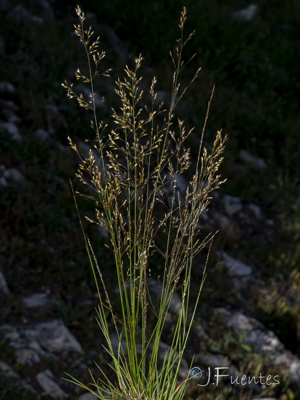 Agrostis castellana.05