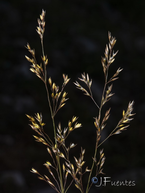 Agrostis castellana.08