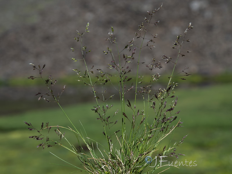 Agrostis nevadensis.17