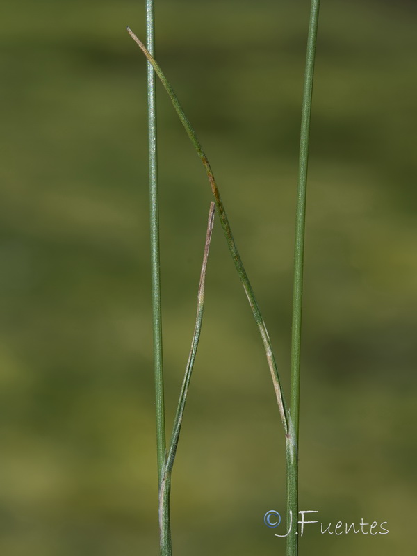 Agrostis nevadensis.18