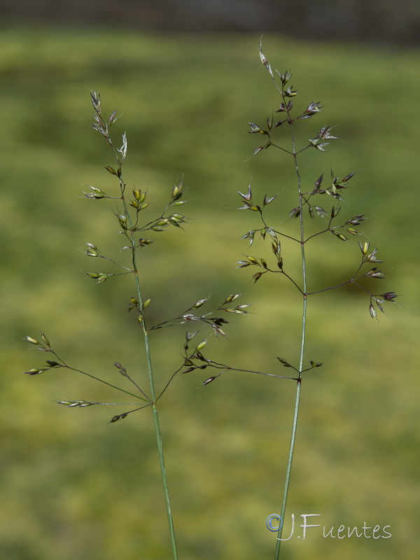 Agrostis nevadensis.09