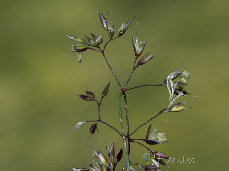 Agrostis nevadensis.22