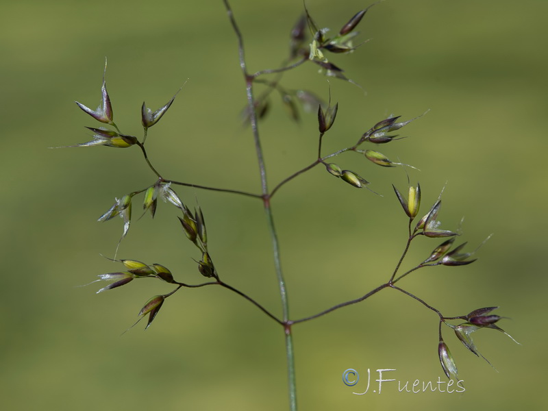 Agrostis nevadensis.05