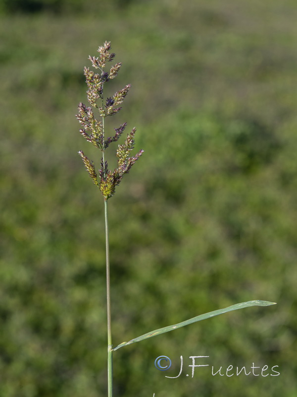 Agrostis stolonifera.04