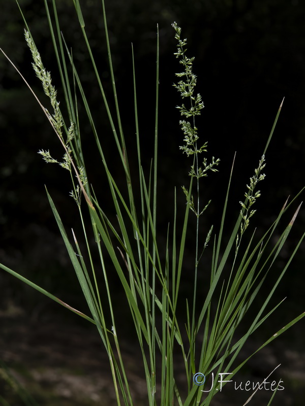 Agrostis stolonifera.10