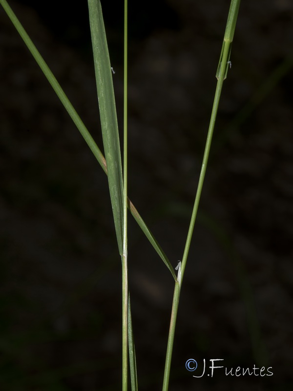 Agrostis stolonifera.11