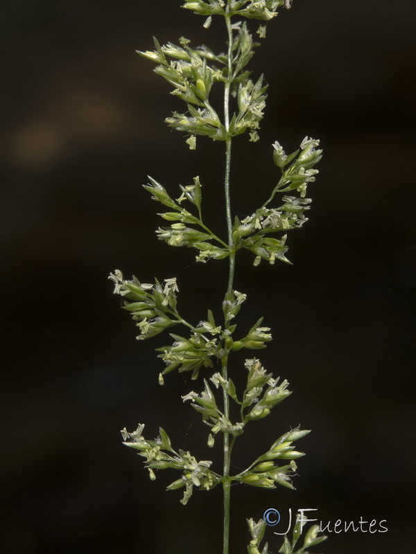 Agrostis stolonifera.12