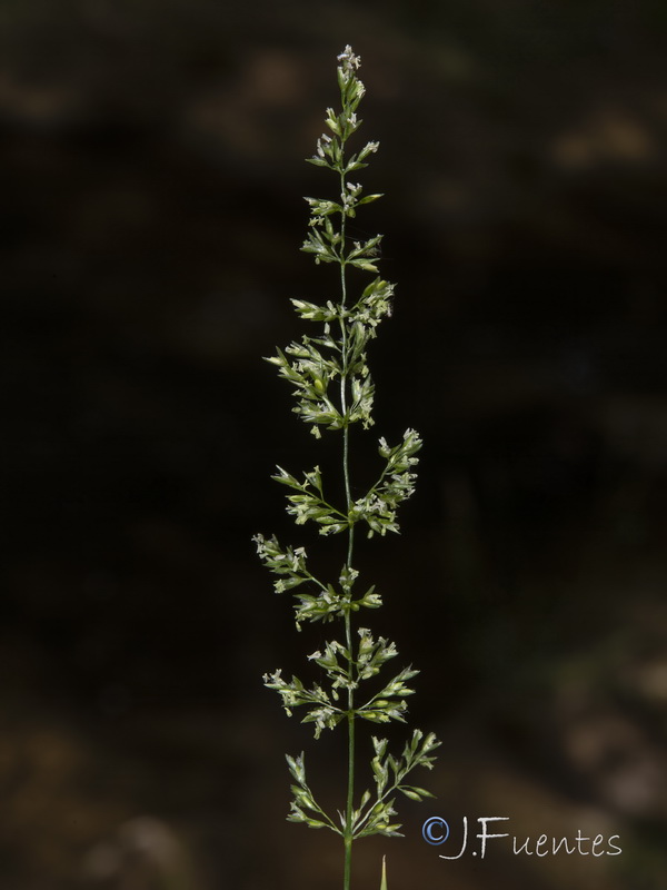 Agrostis stolonifera.13