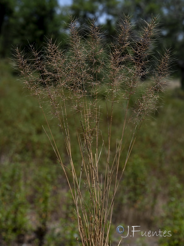 Agrostis subspicata subspicata.07